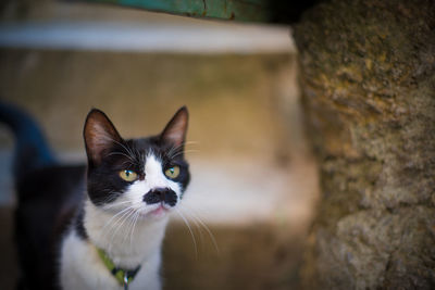 Close-up portrait of cat by wall