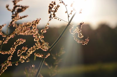 Close-up of plant against sky during winter