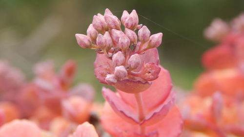 Close-up of pink flowers