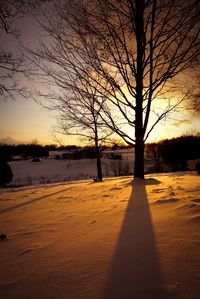 Bare trees against sky at sunset