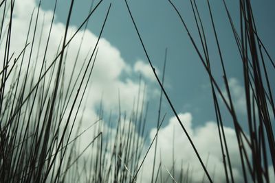 Low angle view of plants growing on field against sky