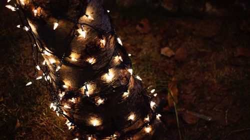 Close-up of illuminated christmas tree
