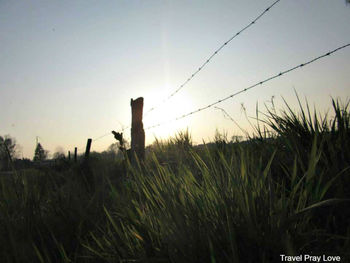 Grass against sky