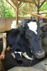 Close-up of cow