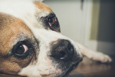 Close-up portrait of dog