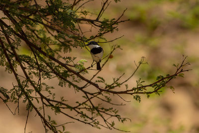 Low angle view of bird perching on tree