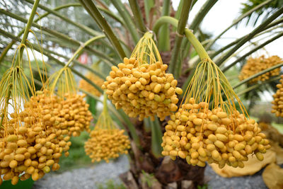 Close-up of fruits on plant