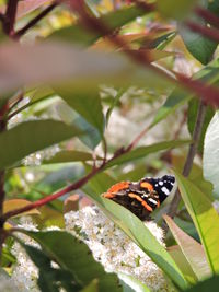 Close-up of butterfly on leaf