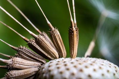 Close-up of insect on plant