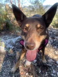 Close-up portrait of a dog