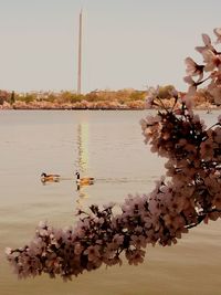 Close-up of cherry blossom by lake against sky