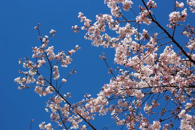 Low angle view of cherry blossom tree against blue sky