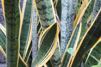 Close-up of succulent plants