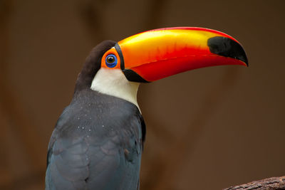 Close-up of bird