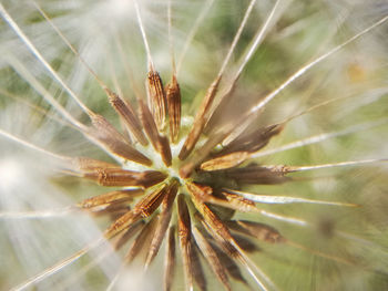 Close-up of dandelion on plant