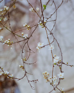 Close-up of white cherry blossoms in spring