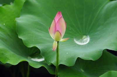 leaf