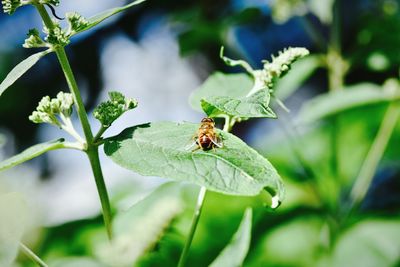 Close-up of insect on plant