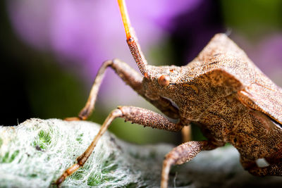 Close-up of insect on rock