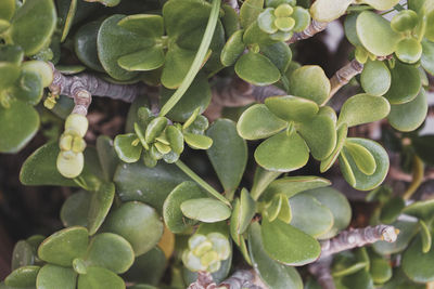 High angle view of plants growing on plant