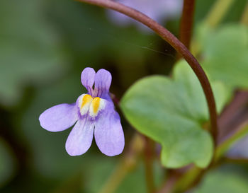 Close-up of purple flowering plant