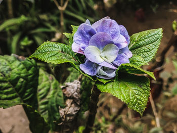 Close-up of purple flowering plant