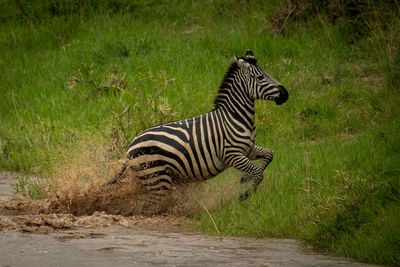 Plains zebra jumps from river onto bank