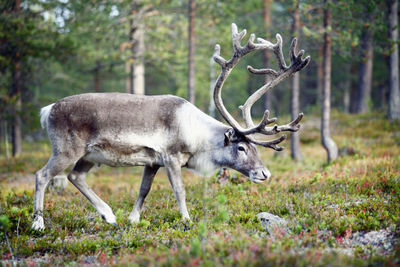 Reindeer walking in forest