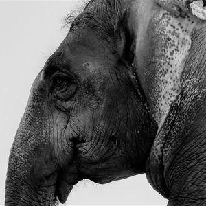 Close-up of elephant