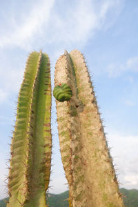 Low angle view of cactus plant against sky