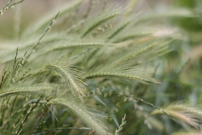 Close-up of crop growing on field