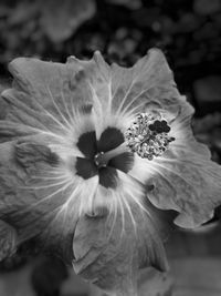 Close-up of hibiscus flower