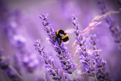 Close-up of bee pollinating on lavender