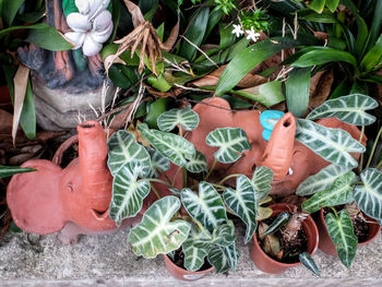 Close-up of hand holding plants