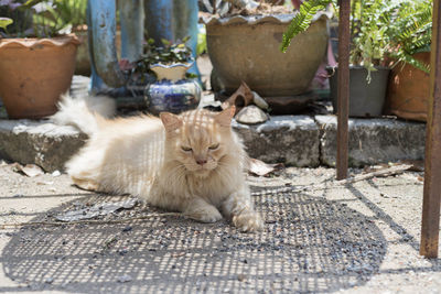 Portrait of cat sitting outdoors