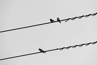 Low angle view of silhouette barbed wire against clear sky