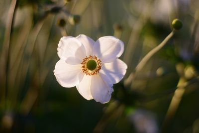 Close-up of flower blooming outdoors