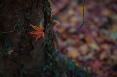 Close-up of autumn tree