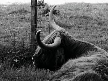 Highland cow in a field