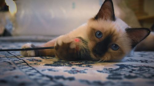 Close-up portrait of a cat