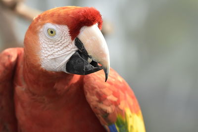 Close-up of parrot