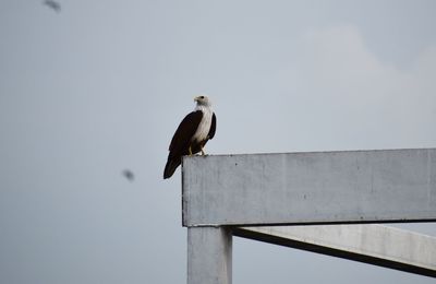 Low angle view of seagull perching on wood against sky