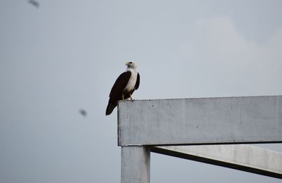 Low angle view of a brahmany kite  perching on ledge against sky