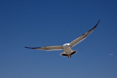 Low angle view of seagull flying in sky
