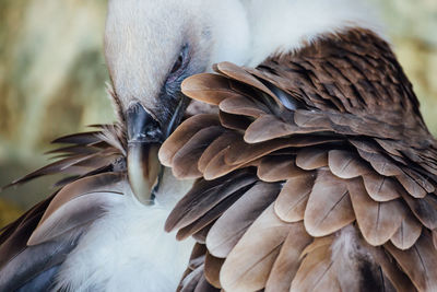 Close-up of feathers of bird