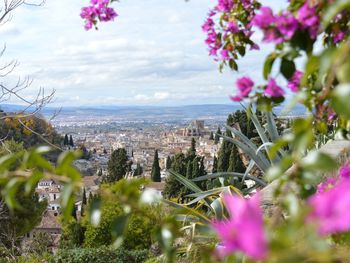 Pink flowering plants and buildings against sky