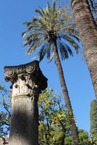 Low angle view of coconut palm tree against clear blue sky