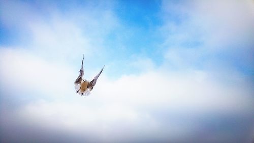 Low angle view of eagle flying in sky
