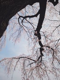 Low angle view of bare tree against sky