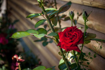 Close-up of red rose blooming outdoors